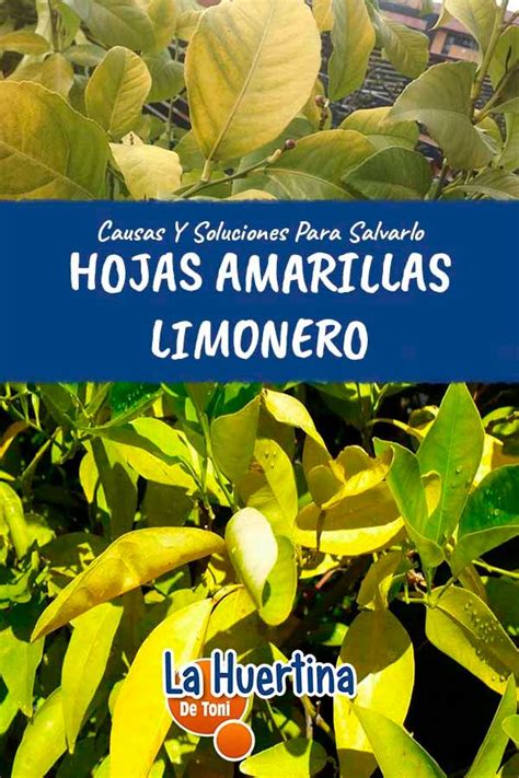 hojas amarillas del limonero|Limonero con hojas amarillas: Causas y soluciones